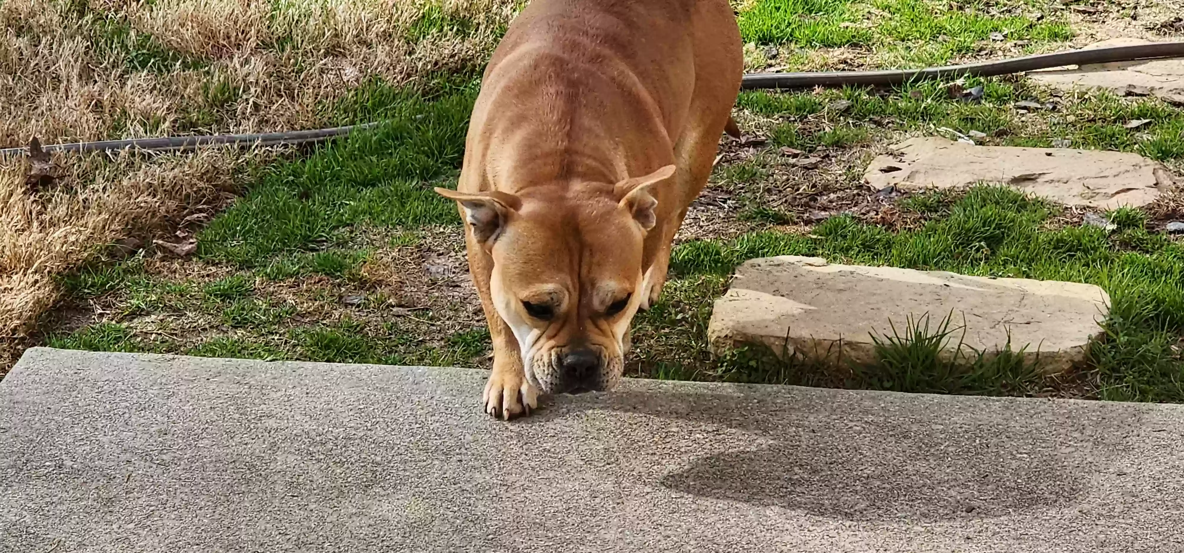 adoptable Dog in Snellville,GA named Half Pint